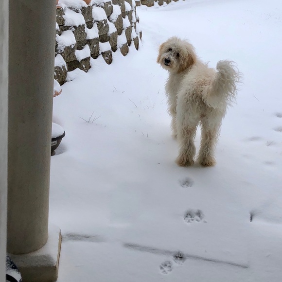 Meet your Posher, Zoe - Picture 1 of 1